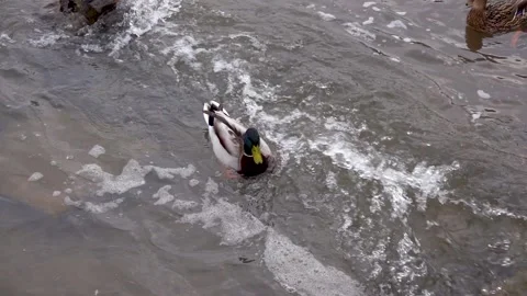 A mallard feeds on the surface of a lake in winter slow motion Stock Footage 267438625