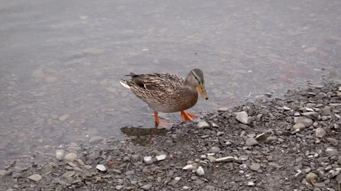 A mallard feeds on the surface of a lake in winter slow motion Stock Footage 267440178