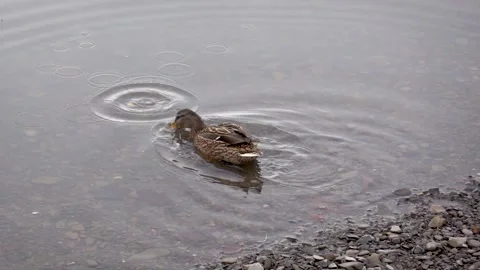 A mallard feeds on the surface of a lake in winter slow motion Stock Footage 267441268