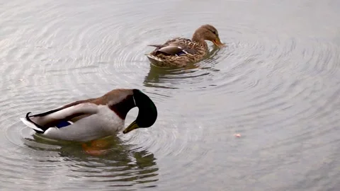 A mallard feeds on the surface of a lake in winter slow motion Stock Footage 267441414