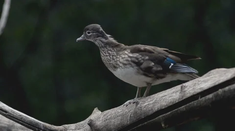Mallard female Stock Footage 64951518