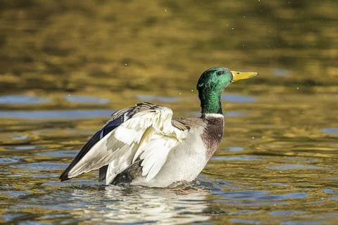 Mallard flapping its wings. Stock Photos