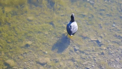 Mallard floating on the shelf Stock Footage 75037991