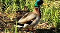 Mallard HD Footage