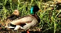 Mallard HD Footage