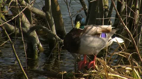 Mallard Stock Footage