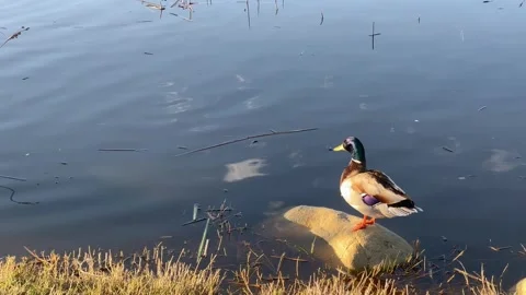 Mallard  Stock Footage 267433325