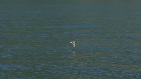 Mallard Stock Footage 299595186