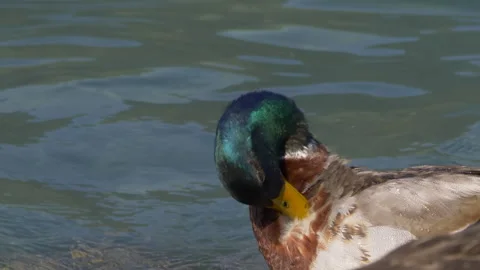 Mallard Stock Footage 299596196