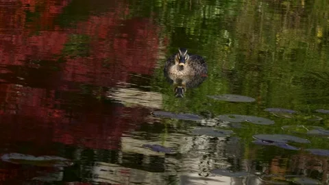 Mallard Stock Footage 316230427