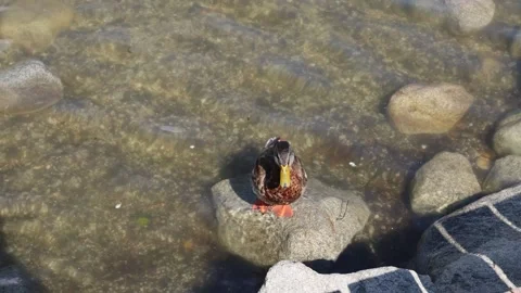 Mallard 스톡 동영상 324966346