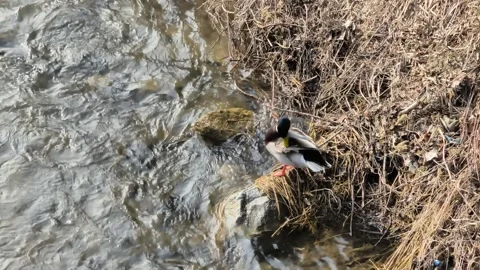 Mallard 스톡 동영상 331659025