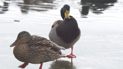 Mallard Stock Footage 331949628