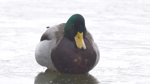 Mallard Stock Footage 332591325