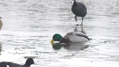 Mallard Stock-Footage 332786484