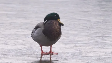 Mallard Stock-Footage 333318941