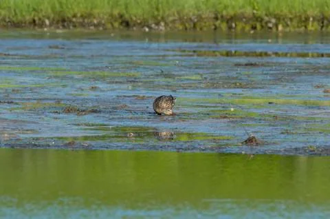 Mallard foraging on mudflat Stock Photos