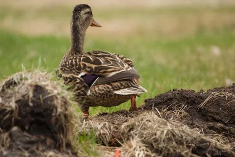 Mallard in the grass Stock Photos