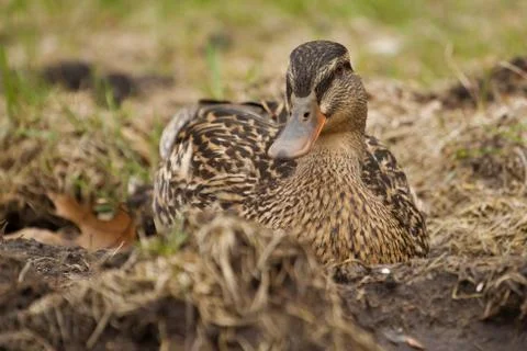 Mallard in the grass Stock Photos