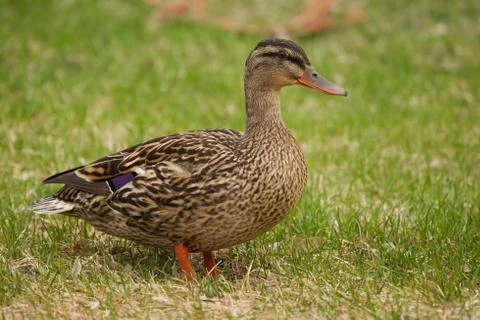 Mallard in the grass Foto stock