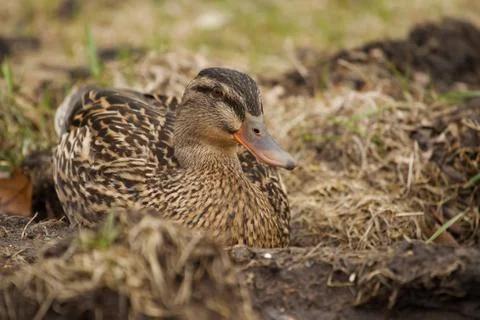 Mallard in the grass Stock Photos