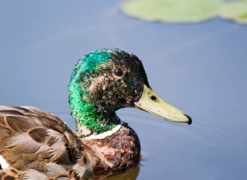 Mallard with green head Stock Photos
