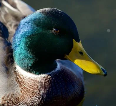 Mallard head 库存照片