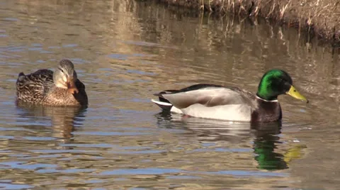 Mallard Hen and Drake Vídeos de archivo 33738073