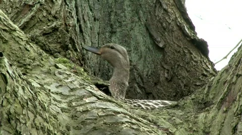 Mallard Hen Stock Footage 668416