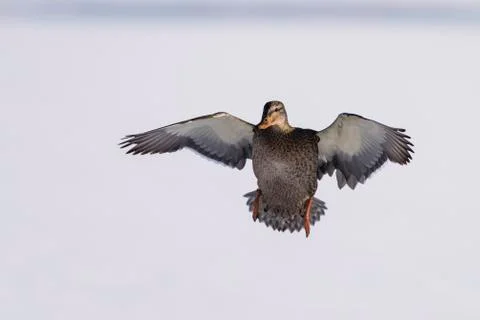 Mallard hen Stock Photos