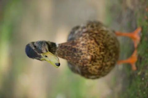 Mallard Hen Stock Photos