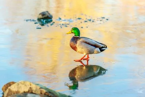Mallard on Ice Stock Photos