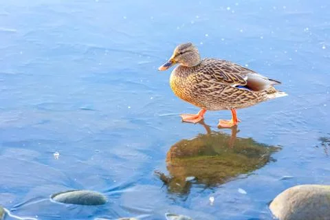 Mallard on Ice Stock Photos