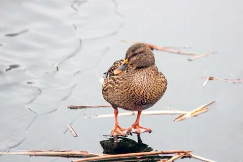 Mallard on ice Stock Photos