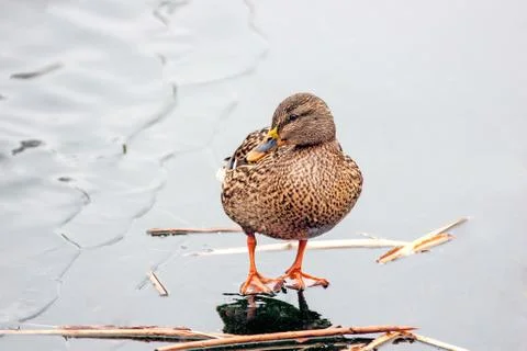 Mallard on ice Stock Photos