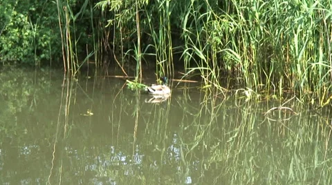 Mallard on KA Video stock 28026878