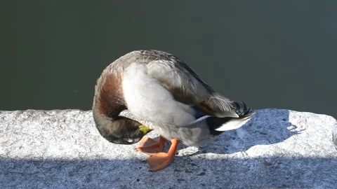 Mallard in the lake Video stock 161024686