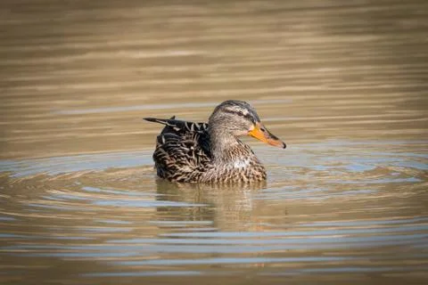 Mallard on a lake Stock Photos