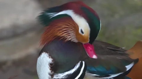 A mallard mandarin duck Stock Footage 263920477
