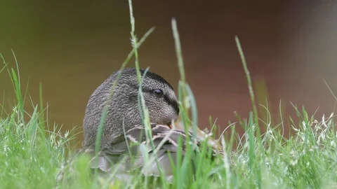 Mallard mother blinking on nest Stock Footage 121205350