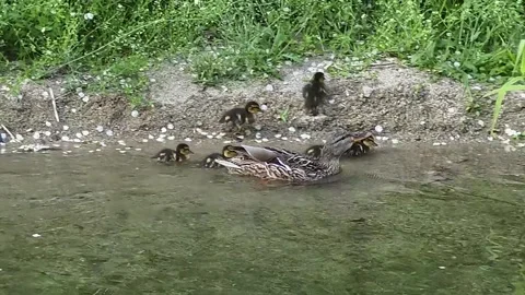 Mallard Mother Matching Pace with Six Ducklings While Foraging Stock Footage 341621407