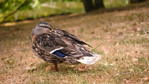 A mallard mother preening herself while standing 스톡 동영상 94717203