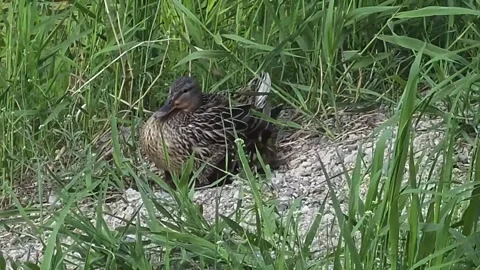 Mallard Mother Sheltering Ducklings Under Her Wings Stock Footage 341621359