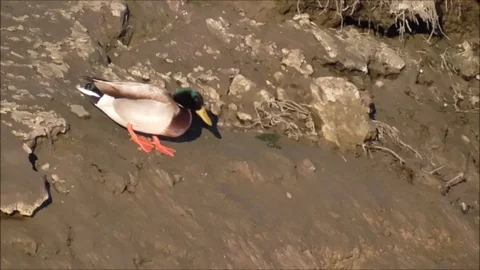 Mallard Mudslide Stock Footage 86536960