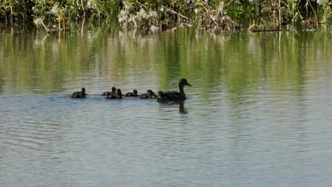 Mallard with nine ducklings Video stock 218421983