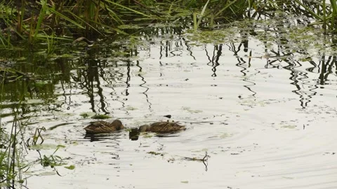 Mallard or wild duck (Anas platyrhynchos) is dabbling duck that breeds throug Stock Footage 165999717
