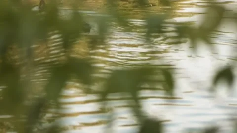 Mallard or wild duck (Anas platyrhynchos) is dabbling duck that breeds throug Stock Footage 194429666