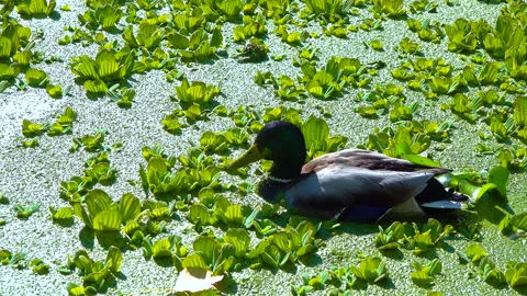 The mallard or wild duck (Anas platyrhynchos) resting among aquatic plants Pi Video stock 219895031