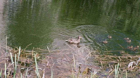 Mallard or wild duck, Anas platyrhynchos, with ducklings swims in the pond in Stock Footage 246347214
