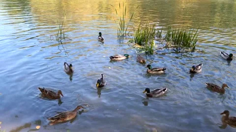 The mallard or wild duck Stock Footage 201936504